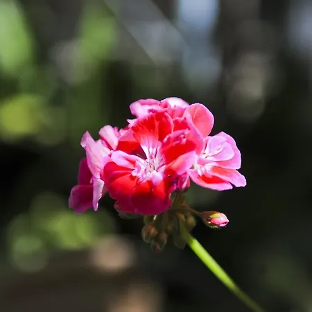 Kira Veta 아파트 포토스